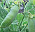 Sugar Sprint Pea Seeds