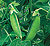 Super Snap Pea Seeds
