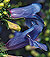 Electric Blue Penstemon Seeds