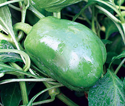 Bell Boy F1 Pepper Seeds