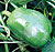 Green Bell Pepper Select Seeds