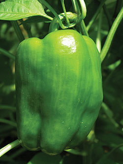 Big Early F1 Pepper Seeds