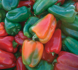 California Wonder Pepper Seeds