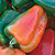 California Wonder Pepper Seeds