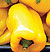 Golden Bell Pepper Seeds