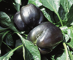 Purple Bell Pepper Select Seeds