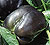 Purple Bell Pepper Select Seeds