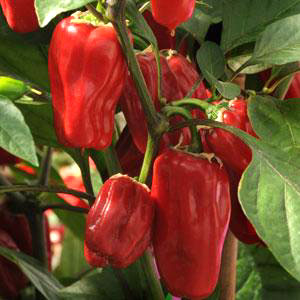 Sweet Heat F1 Chili Pepper Seeds