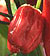 Sweet Heat F1 Chili Pepper Seeds