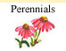 Perennial Flower Seeds