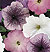 Carpet Neptune Mix Petunia Seeds