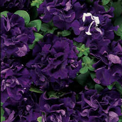 Double Cascade Blue Petunia Seeds
