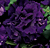 Double Cascade Blue Petunia Seeds