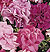 Double Cascade Mix Petunia Seeds