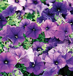 Easy Wave Spreading Blue Petunia Seeds