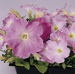 Picobella Light Lavender Petunia Seeds