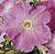 Picobella Light Lavender Petunia Seeds