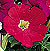 Picobella Red Petunia Seeds