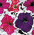 Frost Mix Petunia Seeds
