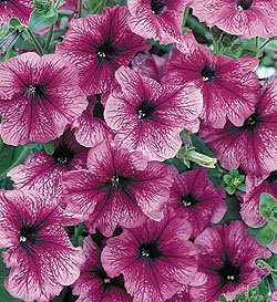 Sugar Daddy Purple Petunia Seeds