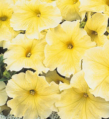 Sunshine Yellow Petunia Seeds