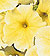 Sunshine Yellow Petunia Seeds