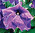 Super Cascade Blue Petunia Seeds