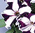Ultra Blue Star Petunia Seeds
