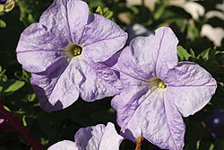Ultra Sky Blue Petunia Seeds