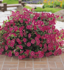 Trailing Rose Petunia Select Seeds