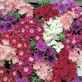 Crystal Mix Phlox Seeds