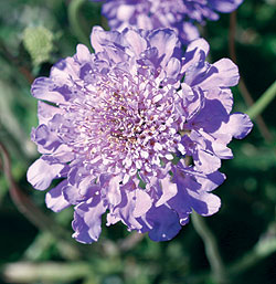 scabiosa seeds