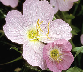 Pink Evening Primrose Seeds