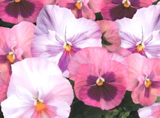Delta Pink Shades F1 Pansy Seeds