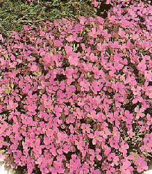 Arabis Pink Shades Rock Cress Seeds