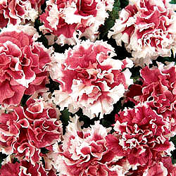 Pirouette Red F1 Petunia Seeds