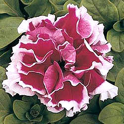 Pirouette Rose Petunia Seeds