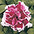 Pirouette Rose Petunia Seeds