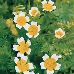 Poached Egg Plant Seeds