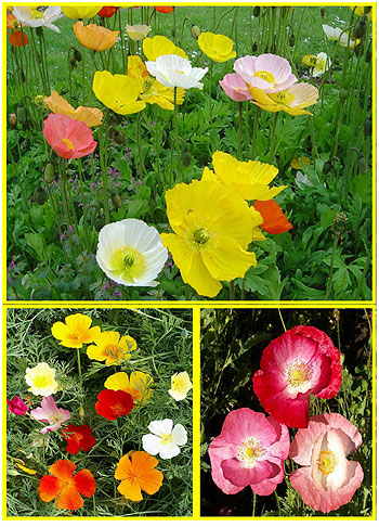 Poppin' Poppies Wildflower Seed Mix