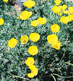 California Yellow Poppy Seeds