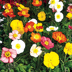 Poppy Mix Select Seeds