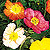 Poppy Mix Select Seeds