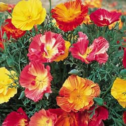 California Thai Silk Mix Poppy Seeds