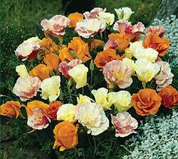 Twister Mix Poppy Seeds