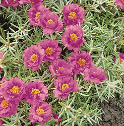 Sundial Fuschia Portulaca Seeds