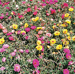 Sundial Mix Portulaca Seeds