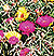 Moss Rose Portulaca Mix Select Seeds