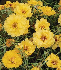 Sundial Yellow Portulaca Seeds