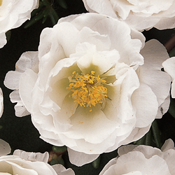Tequila White Portulaca Seeds